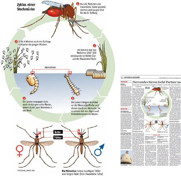 Lebenskreislauf einer Mücke