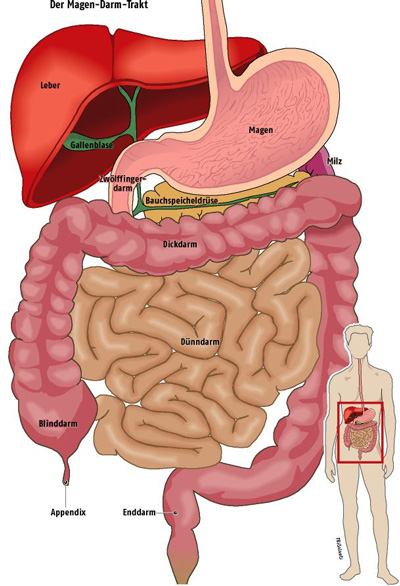 Der Darm